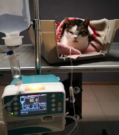 PRZYCHODNIA WETERYNARYJNA na Rycerskiej